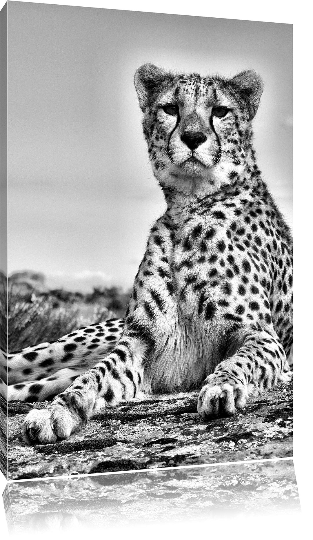 Pixxprint Gepard in Savanne als Leinwandbild | Grösse: 100x70 | Wandbild| Kunstdruck | fertig bespan