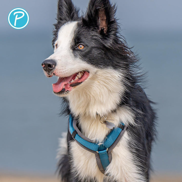 Petlando Hundegeschirr Magnetech Y-Comfort – Innovative Magnetschnalle, atmungsaktiv, mit Mesh gepol