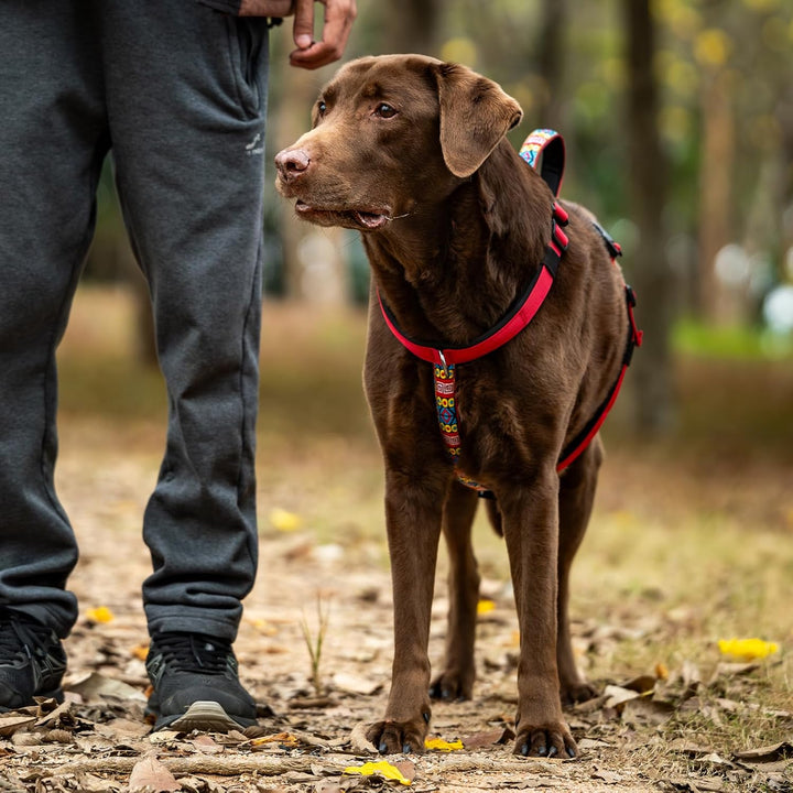 Arblina Hundegeschirr, Ausbruchsicheres Antizuggeschirr für Kleine, Mittlere und Grosse Hunde, Hunde