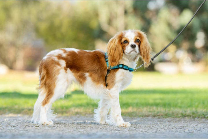 PetSafe Easy Walk Deluxe Anti-Zieh-Geschirr, Verringert Würgen und Husten, Mit Reflektoren ausgestat
