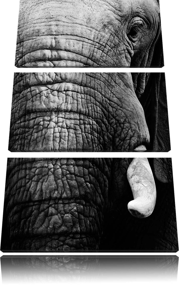 Pixxprint Elefant im Porträt als Leinwandbild/Grösse: 3 Teilig (120x80) cm/Wandbild/Kunstdruck/ferti