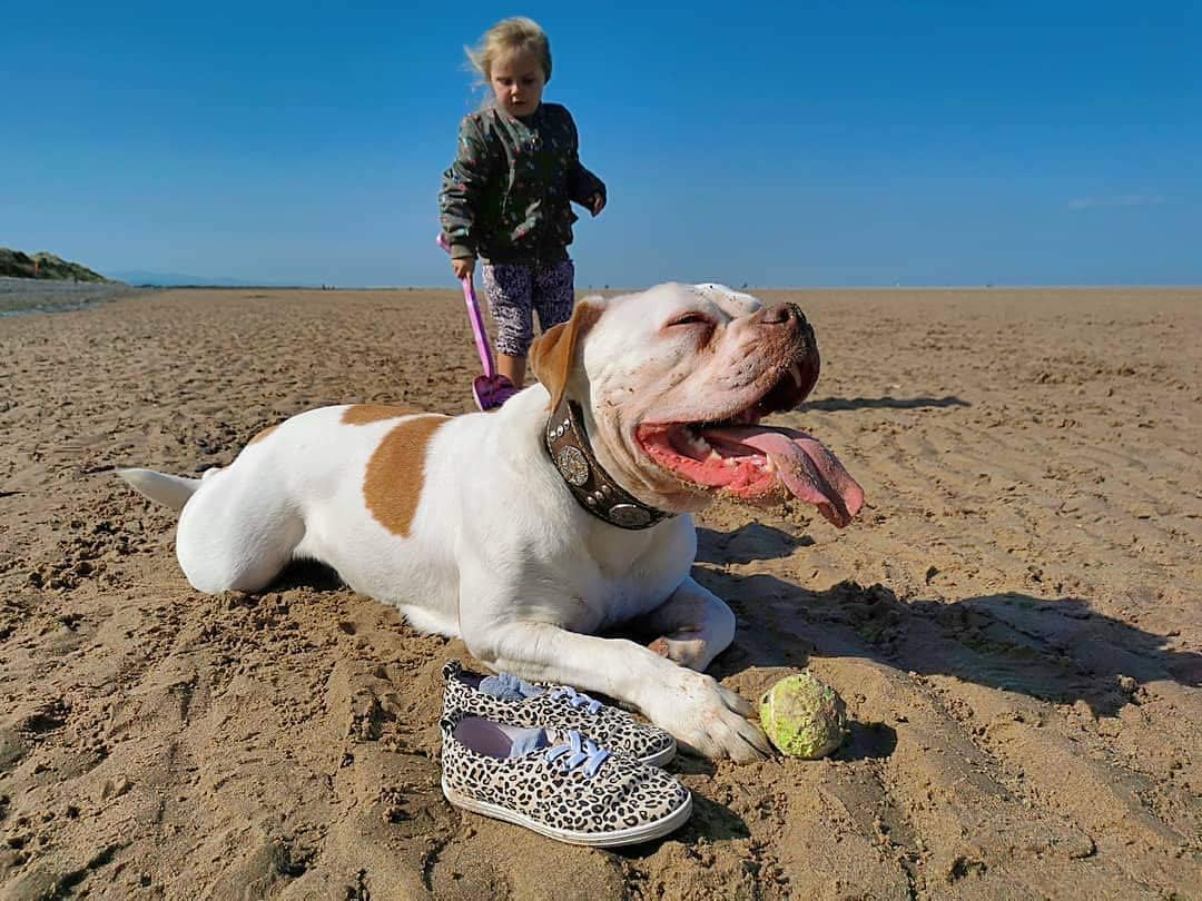 Bestia Maximus Echtleder Hundehalsband für grosse Hunde 100% Leder XXL- 65 bis 75 cm Halsumfang Brau