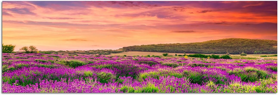 Augenblicke Wandbilder Leinwandbild als Panorama in 150x50cm Lavendelfeld Sommer Sonnenuntergang