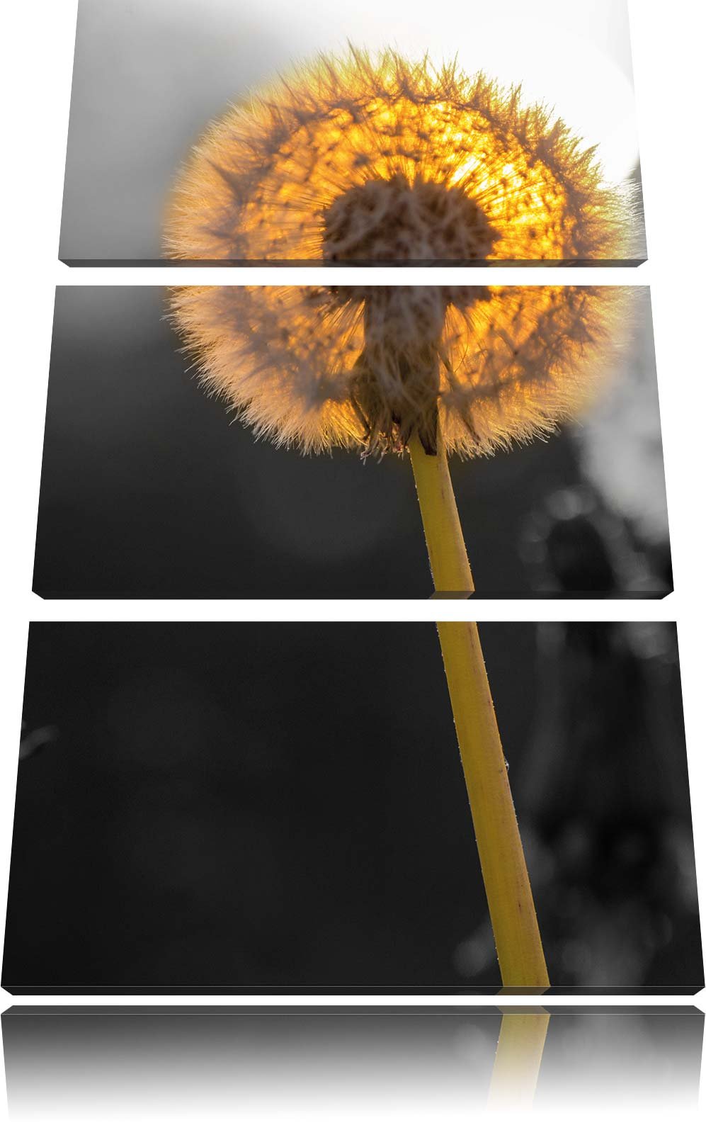 Pixxprint schöne Pusteblumen beim Sonnenuntergang schwarz/weiss 3-Teiler Leinwandbild 120x80 Bild au