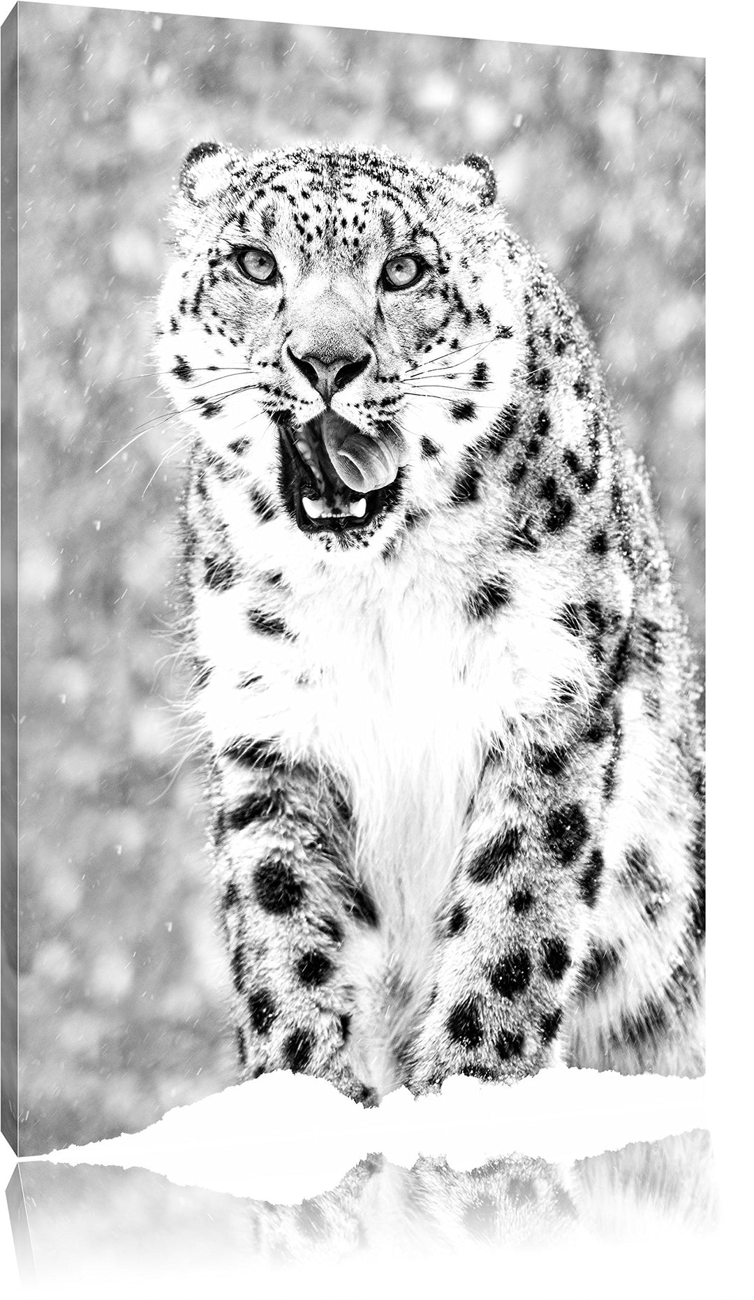Pixxprint Leopard im Schnee Kunst B&amp;W / 100x70cm Leinwandbild bespannt auf Holzrahmen/Wandbild Kunst