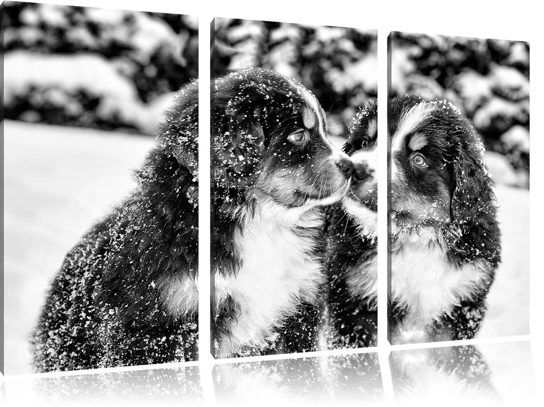 Pixxprint Monocrome, Bernersennen Hunde Welpen im Schnee 3-Teiler Leinwandbild 120x80 Bild auf Leinw