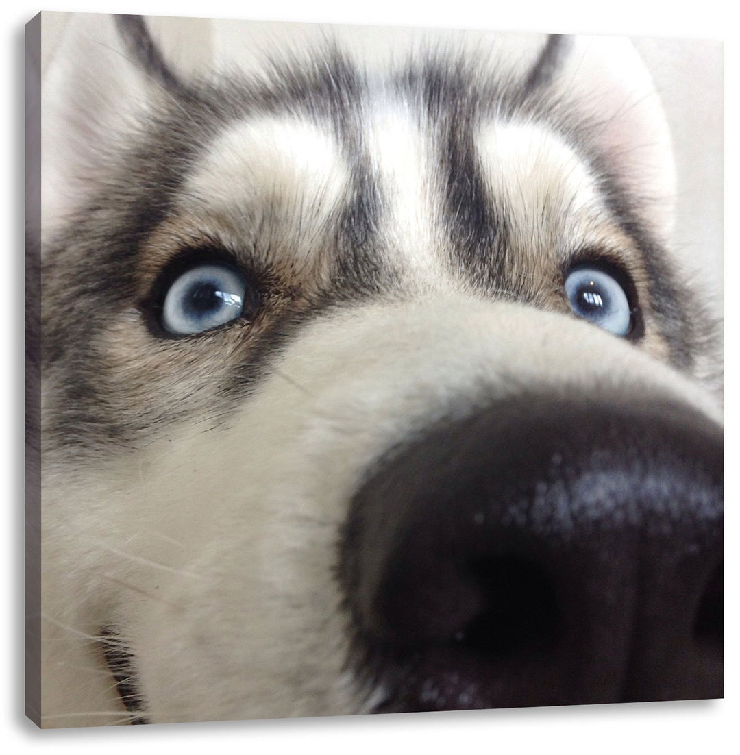 Glücklicher Husky, Format: 70x70 auf Leinwand, XXL riesige Bilder fertig gerahmt mit Keilrahmen, Kun