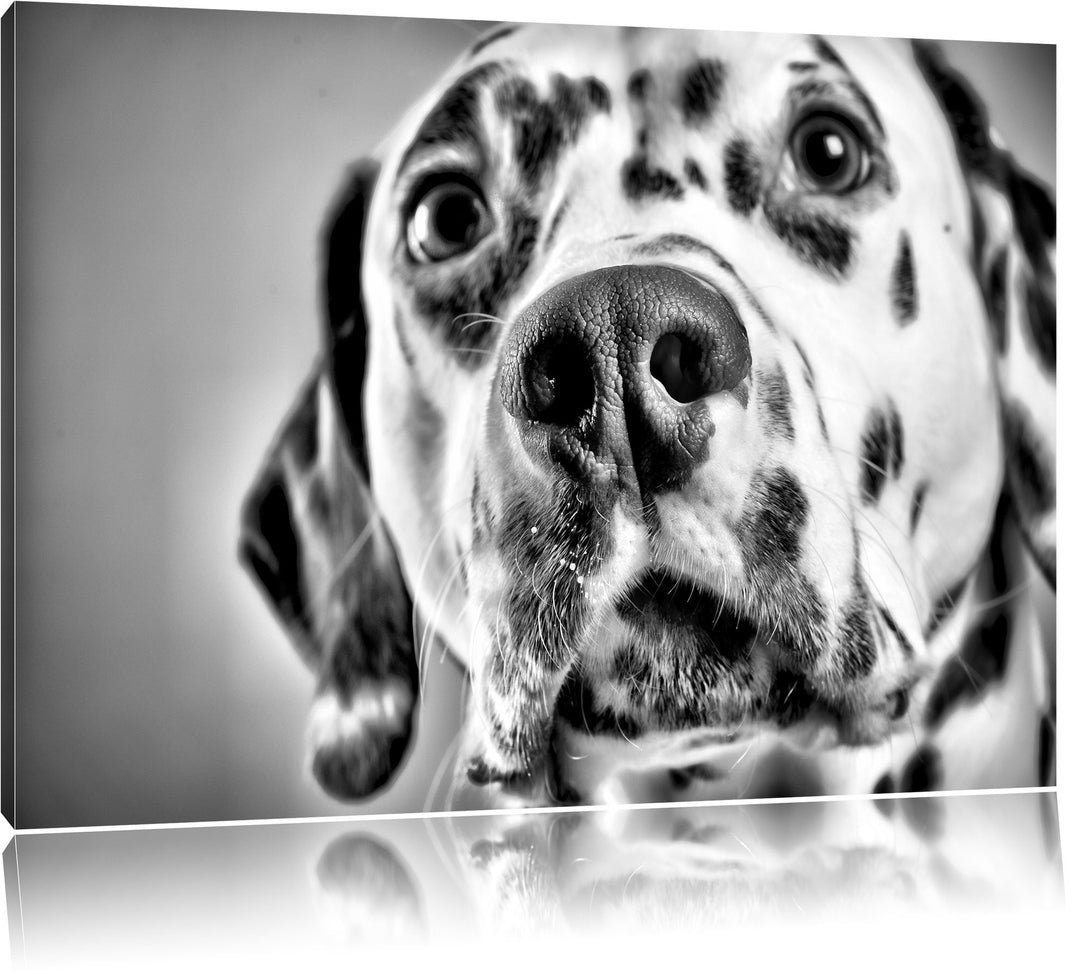 Pixxprint Süsser Dalmatiner / 100x70cm Leinwandbild bespannt auf Holzrahmen/Wandbild Kunstdruck Deko