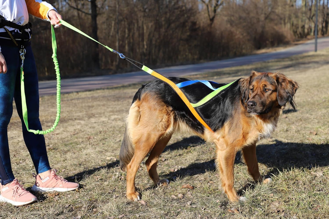 Dingo Hundegeschirre Sled Active Sydney Links Band Farbe Grün Rechts Orange Rücken Blau Canicross Do