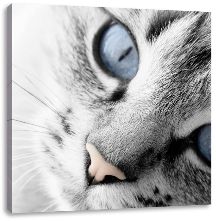 Pixxprint schöne Katzenaugen als Leinwandbild/Grösse: 70x70 cm/Wandbild/Kunstdruck/fertig bespannt,
